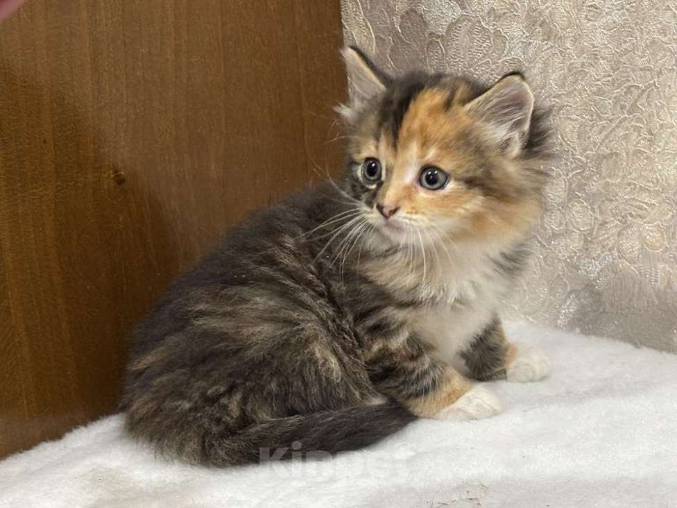 Кошки в Москве: Шикарные котята девочки в добрые руки Девочка, Бесплатно - фото 3