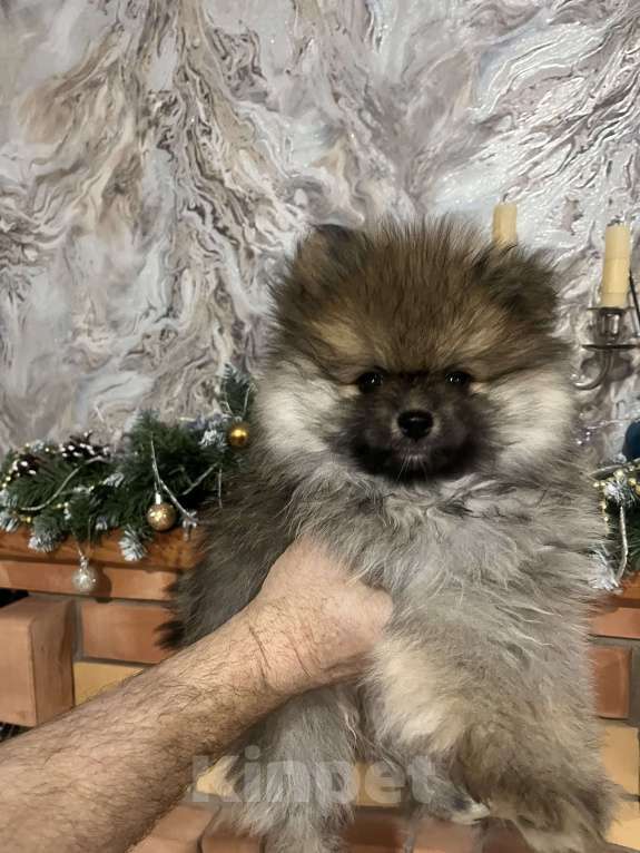 Собаки в других городах Липецкой области: Мальчик Мальчик, 10 000 руб. - фото 2