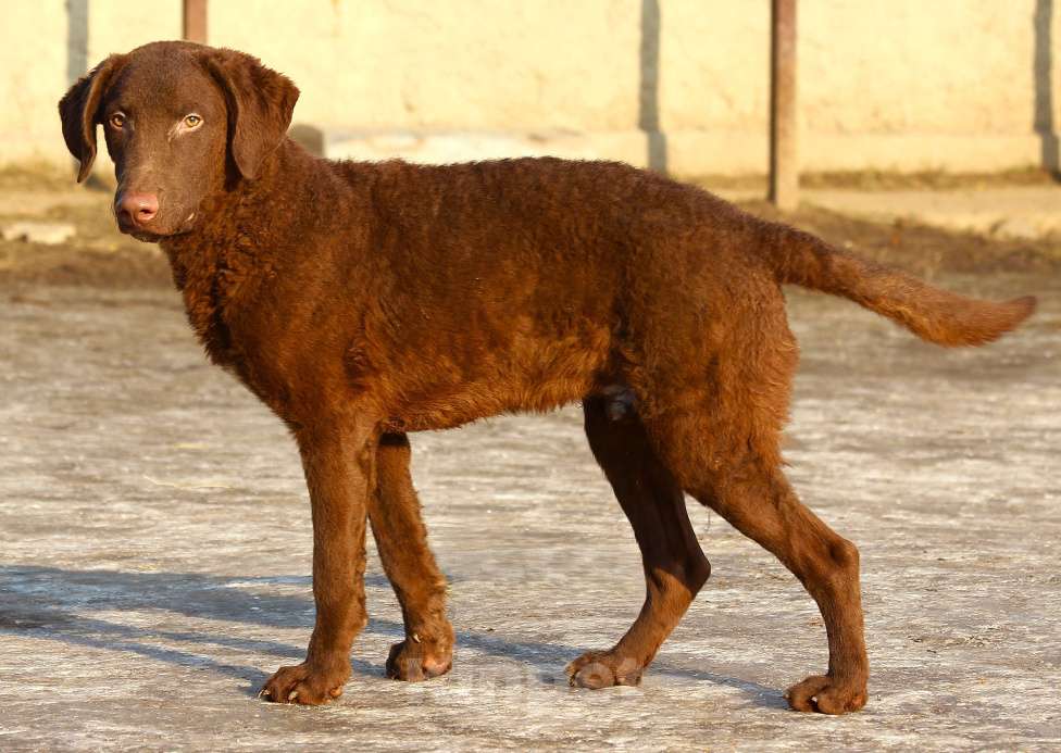 Собаки в других городах Московской области: Щенок кобель Чесапик-бей-ретривер  Мальчик, 40 000 руб. - фото 10