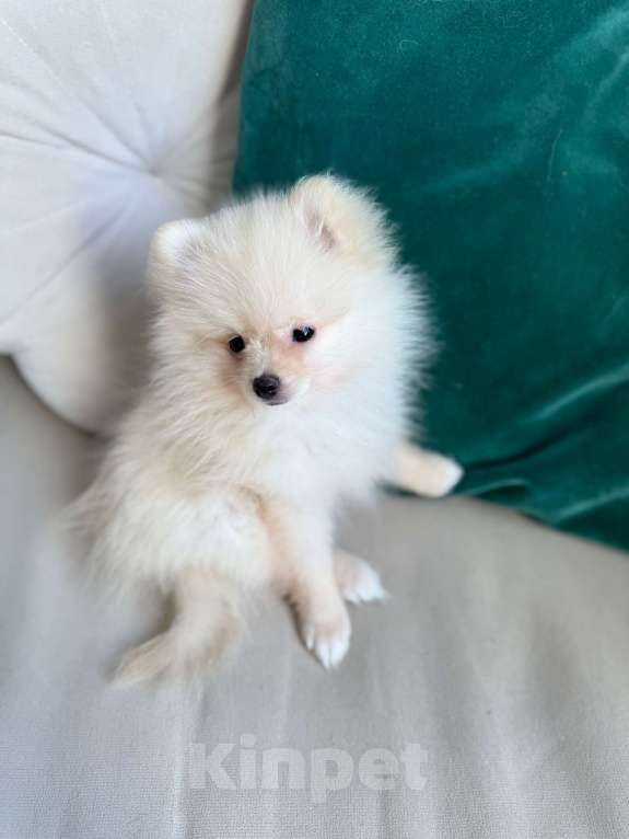 Собаки в Москве: Щенки померанского шпица редкий окрас! Девочка, 52 000 руб. - фото 4