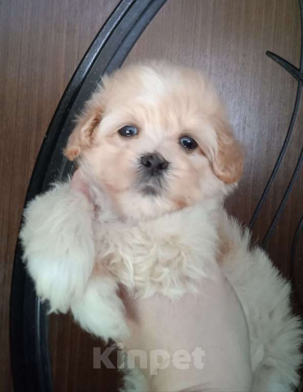 Собаки в Ярославле: Щенки мальтипу Девочка, 40 000 руб. - фото 1