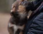 Собаки в Москве: Крохи-щенки — вырастут маленькими Мальчик, 1 руб. - фото 3