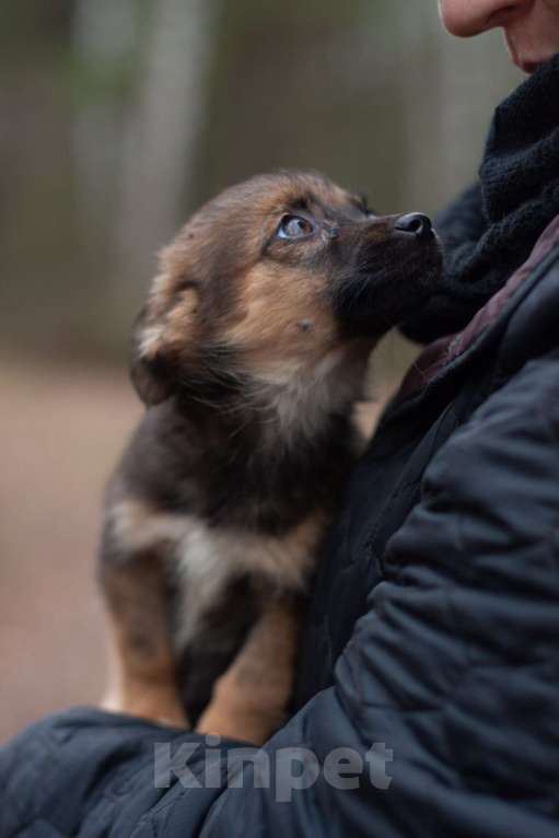 Собаки в Москве: Крохи-щенки — вырастут маленькими Мальчик, 1 руб. - фото 3
