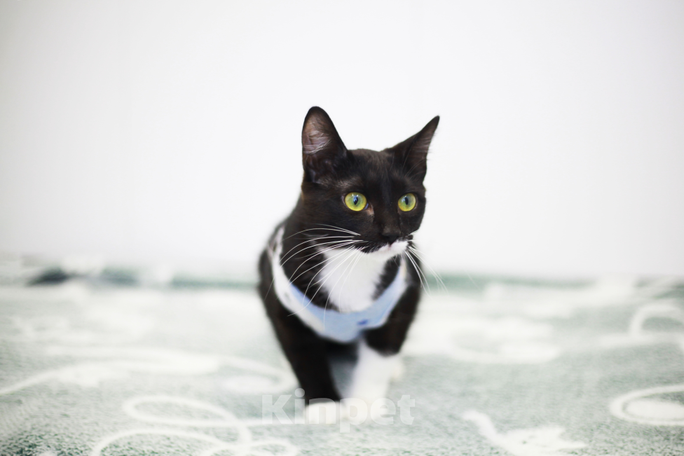 Кошки в Санкт-Петербурге: Котёнок Блэкки Девочка, 1 руб. - фото 3