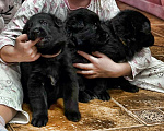 Собаки в Великом Новгороде: Щенки (Немецкая овчарка) Девочка, 50 000 руб. - фото 3