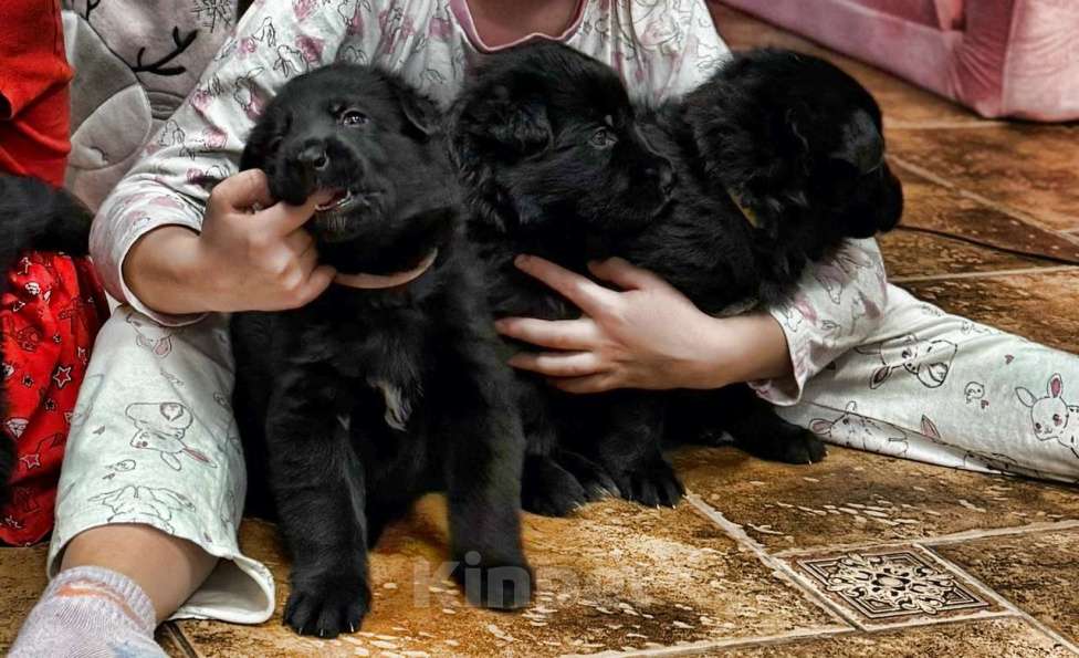 Собаки в Великом Новгороде: Щенки (Немецкая овчарка) Девочка, 50 000 руб. - фото 3