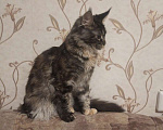 Кошки в Барнауле: Продажа котят Девочка, 25 000 руб. - фото 2