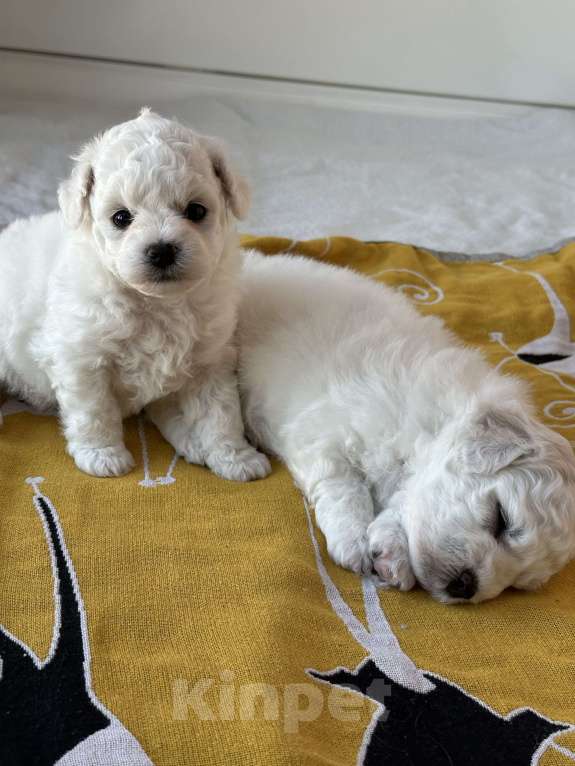 Собаки в Москве: бишон фризе Мальчик, 150 000 руб. - фото 2