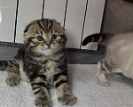 Кошки в других городах Московской области: Шотландская вислоухая кошечка Девочка, 18 000 руб. - фото 3