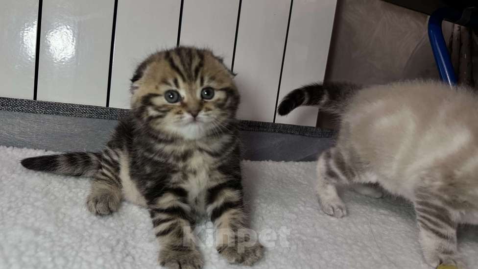 Кошки в других городах Московской области: Шотландская вислоухая кошечка Девочка, 18 000 руб. - фото 3