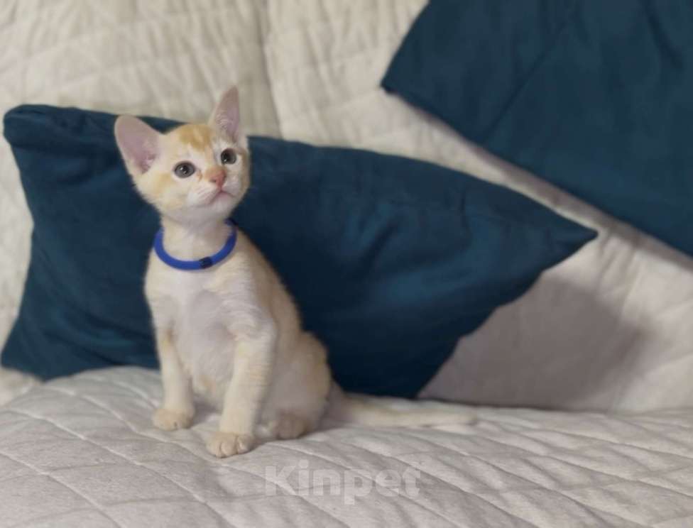 Кошки в Москве: Буми Мальчик, 35 000 руб. - фото 3