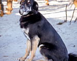 Собаки в Солнечногорске: Спокойный, уравновешенный песик в добрые руки. 2 года. Мальчик, Бесплатно - фото 6