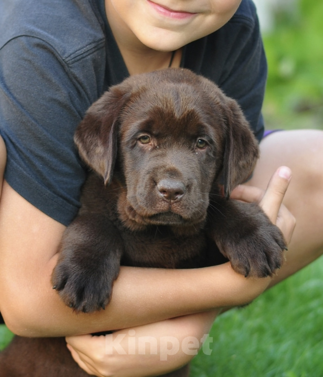 Собаки в Задонске: Девочка Лабрадора Девочка, 90 000 руб. - фото 1