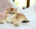 Кошки в Владивостоке: Британский котенок. Шикарная девочка Девочка, 80 000 руб. - фото 2