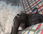 Собаки в Пензе: Французский бульдог вязка, Бесплатно - фото 4