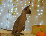 Кошки в Калаче-На-Доне: Канадский сфинкс кот вязка, 3 000 руб. - фото 3