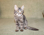 Кошки в Колпашево: Приютите красивого котенка, попавшего в беду, 100 руб. - фото 1