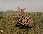 Кошки в Москве: Снежный бенгальский котенок Мальчик, 35 000 руб. - фото 1