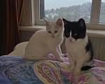 Кошки в Сочи: Котенок в добрые руки Девочка, Бесплатно - фото 2