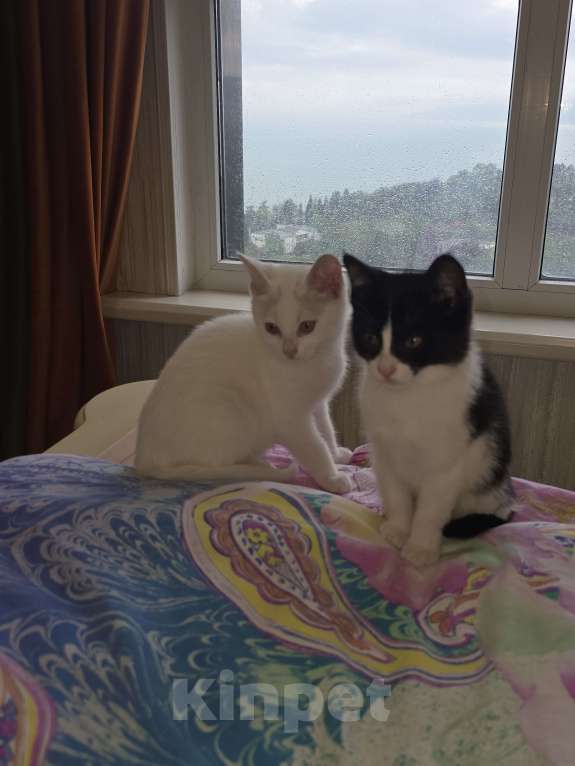 Кошки в Сочи: Котенок в добрые руки Девочка, Бесплатно - фото 2