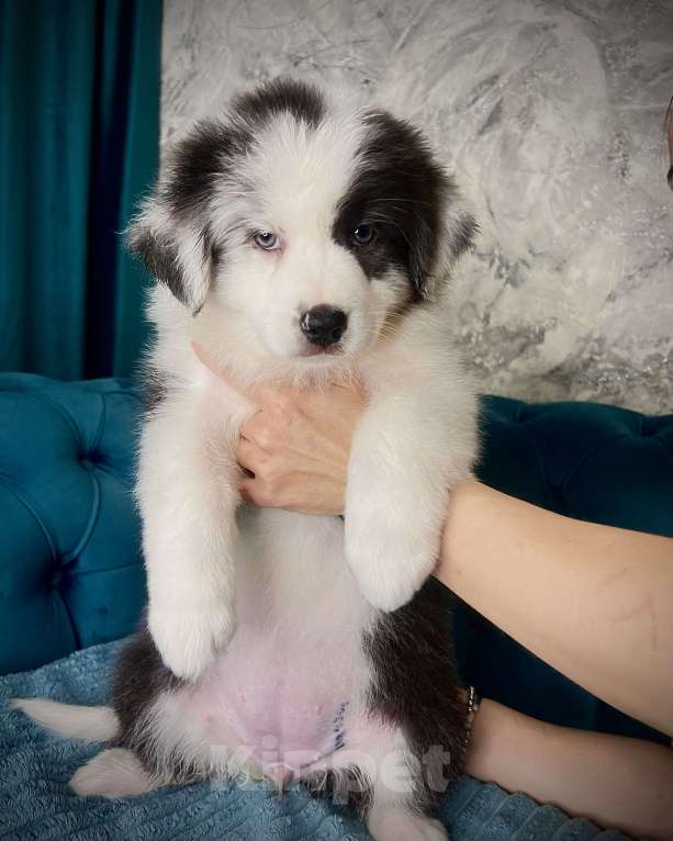 Собаки в Ростове-на-Дону: Щенок Девочка, 50 000 руб. - фото 6