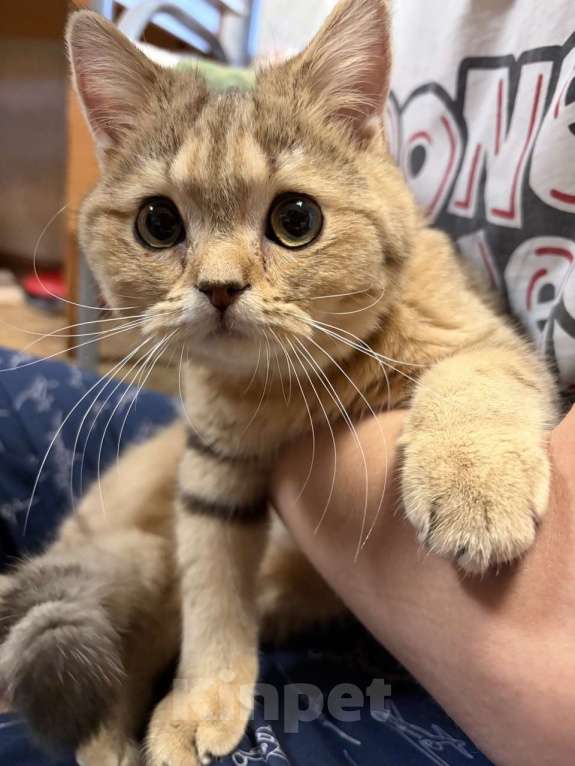 Кошки в Долгопрудном: Британский короткошёрстный котёнок Мальчик, 8 000 руб. - фото 2
