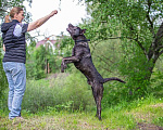Собаки в Москве: Молодой кобель породы алано эспаньол Донни ищет дом Мальчик, Бесплатно - фото 2