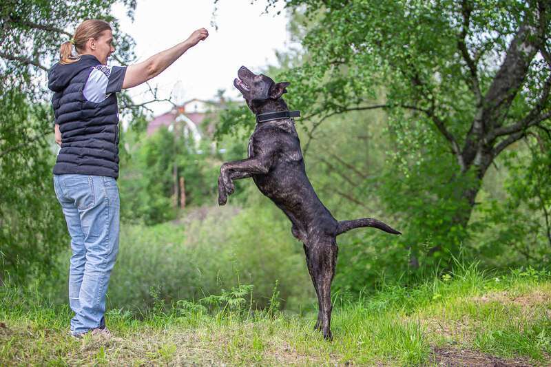 Собаки в Москве: Молодой кобель породы алано эспаньол Донни ищет дом Мальчик, Бесплатно - фото 2
