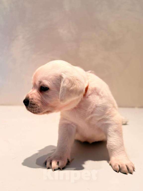 Собаки в Калининграде: Продам щенков лабрадора  Мальчик, 35 000 руб. - фото 2
