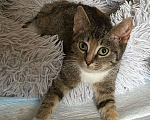 Кошки в Москве: Кошечка красавица 3-4 месяца от роду  Девочка, Бесплатно - фото 1