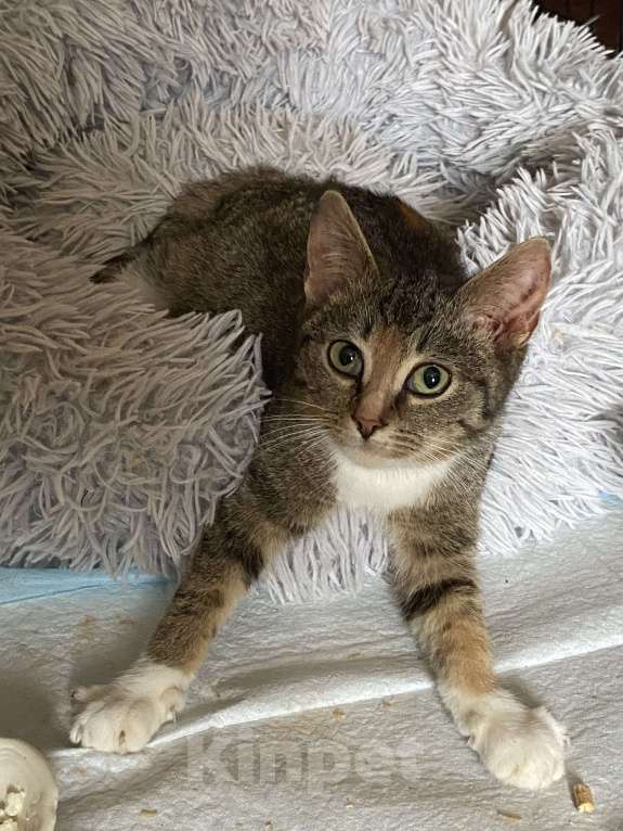 Кошки в Москве: Кошечка красавица 3-4 месяца от роду  Девочка, Бесплатно - фото 1