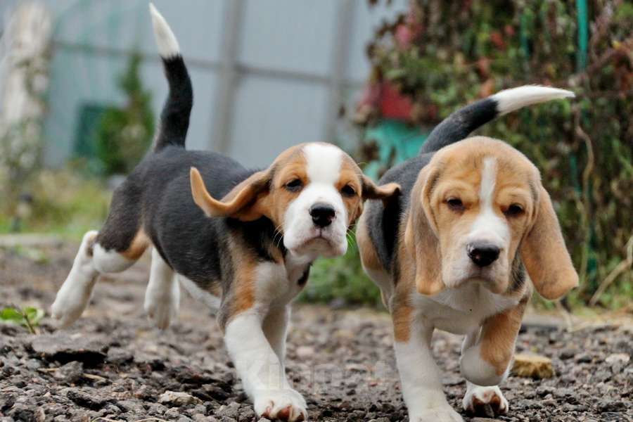 Собаки в Москве: отличные щенки бигля Девочка, 50 000 руб. - фото 2