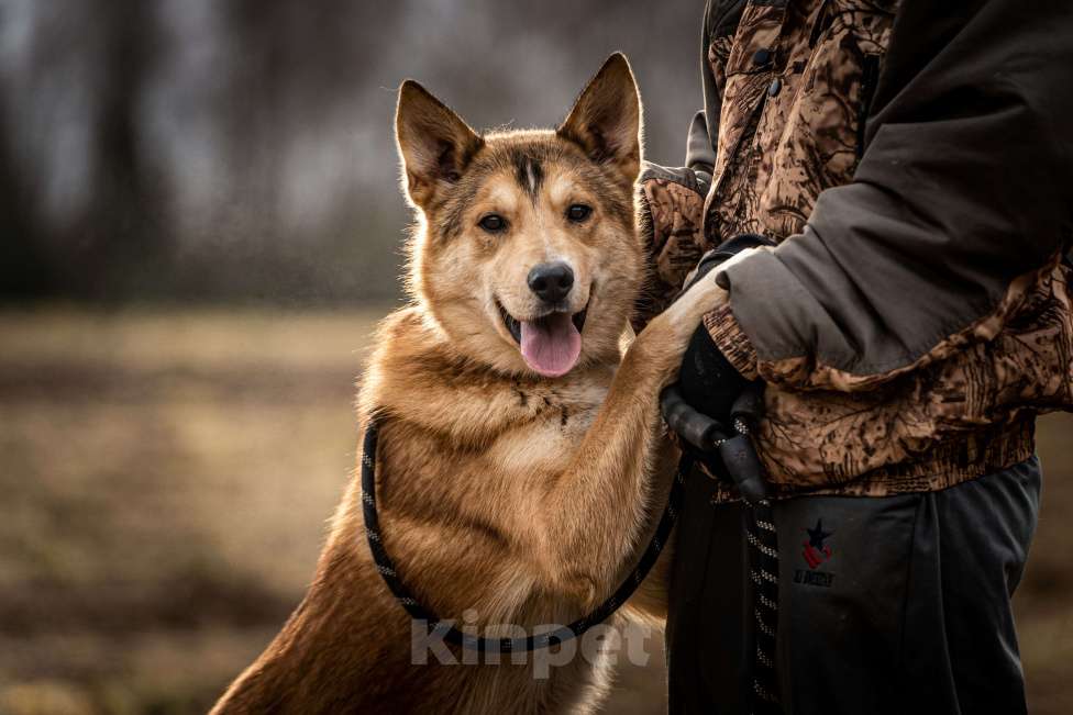 Собаки в Клине: Рико — пёс, созданный для людей Мальчик, Бесплатно - фото 1