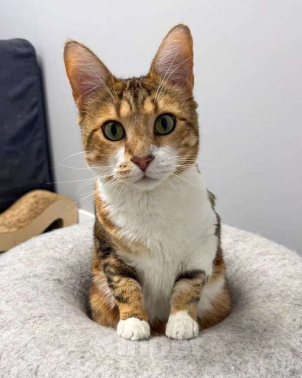 Кошки в Москве: Котик, который уже два года ищет дом Мальчик, Бесплатно - фото 1