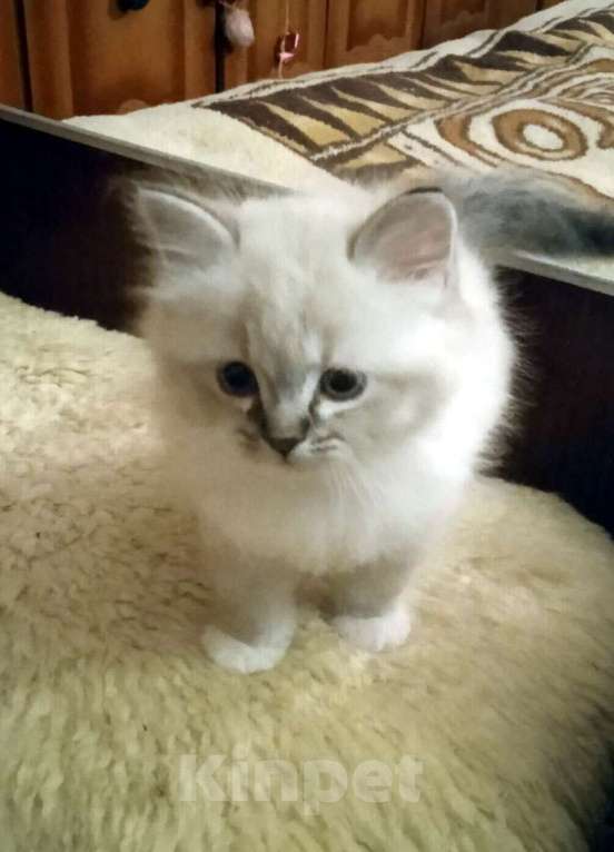 Кошки в Химках: Котята к Новому Году Мальчик, 15 000 руб. - фото 4