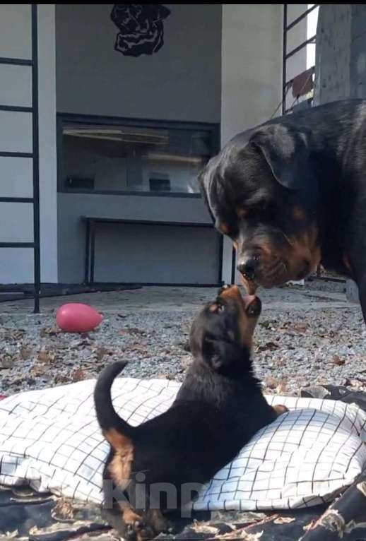 Собаки в Челябинске: Породистые щенки ротвейлера  Мальчик, 20 руб. - фото 3