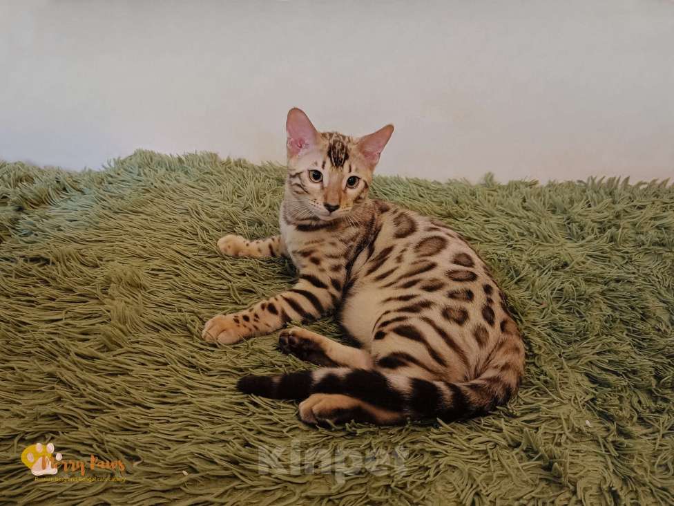 Кошки в Москве: Снежный бенгальский котенок Мальчик, 35 000 руб. - фото 1