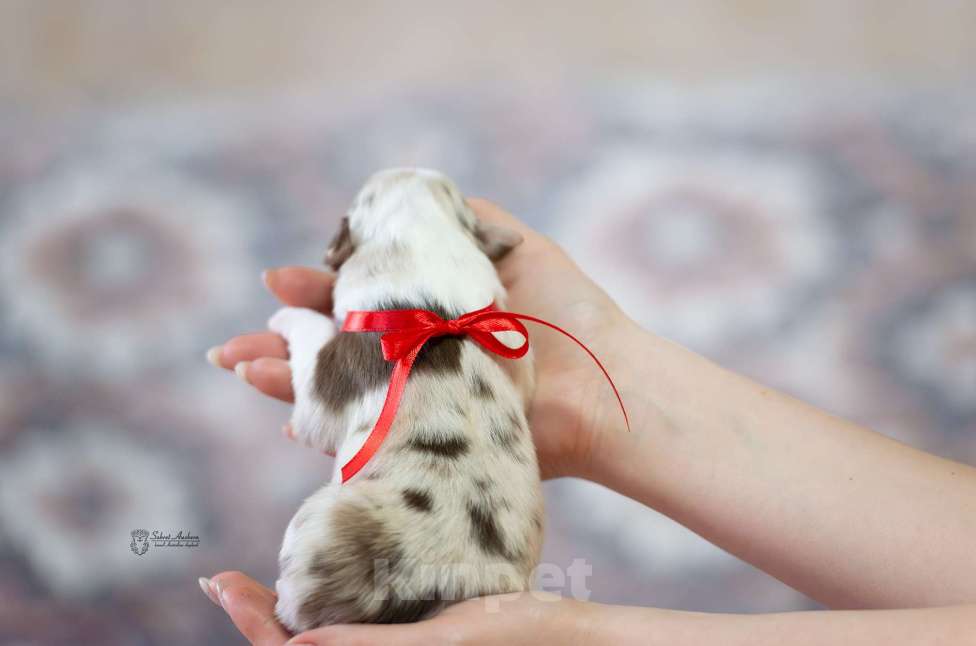 Собаки в Москве: Австралийская овчарка, аусси Девочка, Бесплатно - фото 3