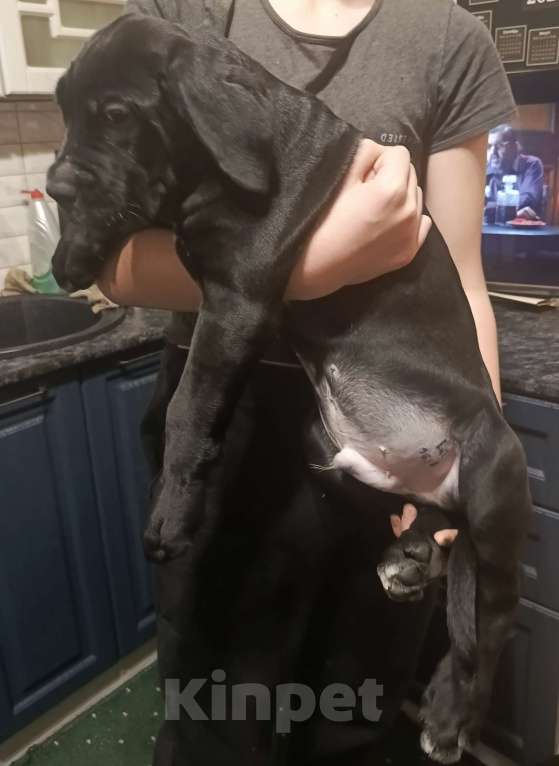 Собаки в Туле: Мальчик Кане-корсо  Мальчик, 50 000 руб. - фото 2