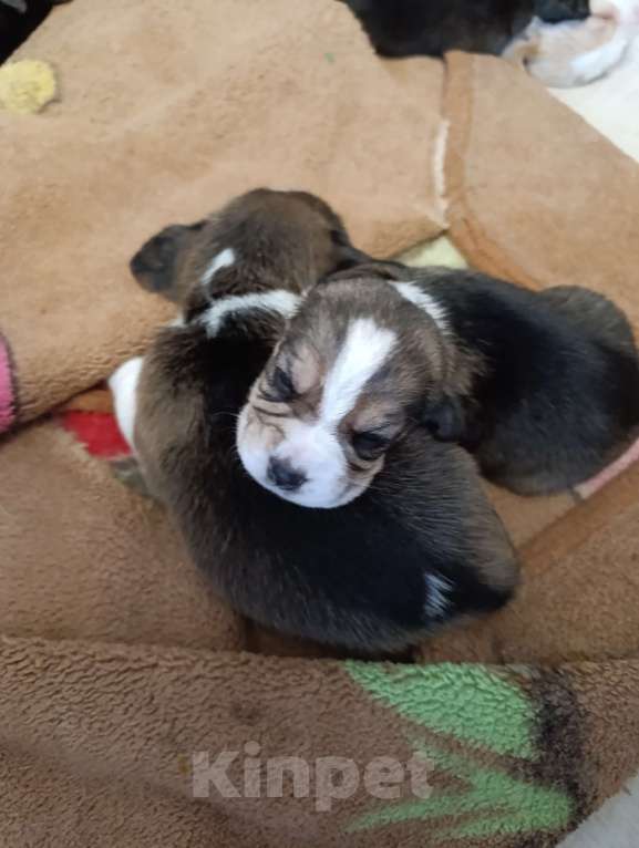 Собаки в Тюмени: Бигль щенки Девочка, 60 000 руб. - фото 1