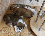 Собаки в Кашире: Щенок Алабая Мальчик, 25 000 руб. - фото 4
