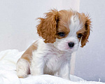 Собаки в Тамбове: Щенок кавалер Кинг Чарльз спаниель  Мальчик, 80 000 руб. - фото 1