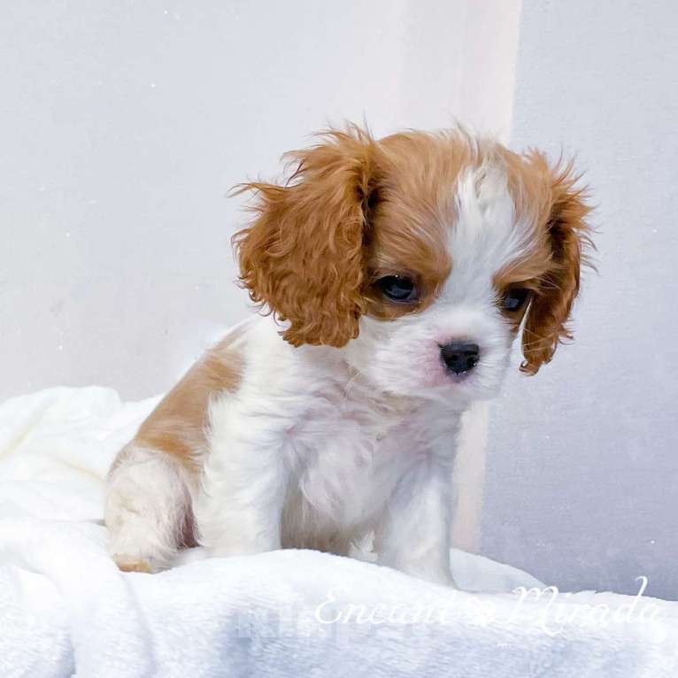 Собаки в Тамбове: Щенок кавалер Кинг Чарльз спаниель  Мальчик, 80 000 руб. - фото 1