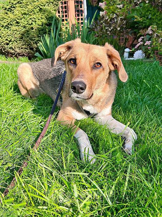 Собаки в Москве: Солнечная молодая собачка Шанти, отличный компаньон ищет дом Девочка, 10 руб. - фото 3