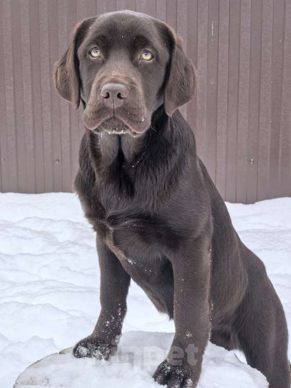 Собаки в других городах Московской области: Чудесная девочка Лабрадора Девочка, 70 000 руб. - фото 3