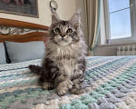 Кошки в Кургане: Кошечка мейн кун полидакт Девочка, 40 000 руб. - фото 1