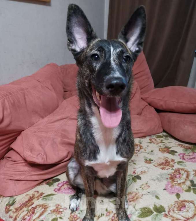 Собаки в Москве: Бетси  нужен дом! Девочка, Бесплатно - фото 2