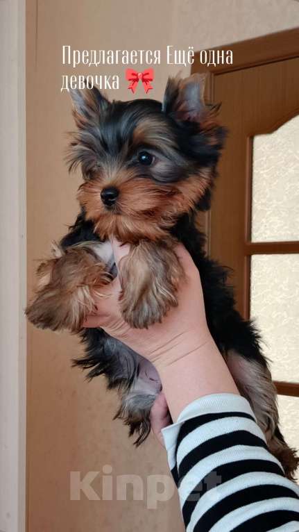 Собаки в других городах Свердловской области: Йоркширский терьер щенок Девочка, 55 000 руб. - фото 1