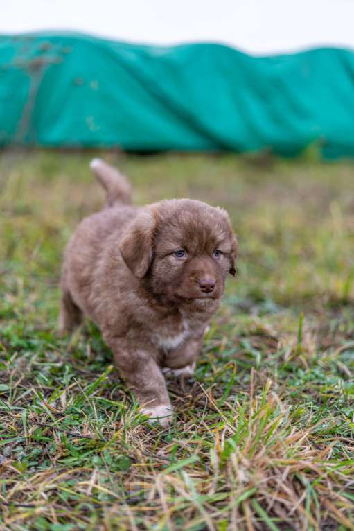 Собаки в Рязани: Щенок болгарской овчарки, собака для охраны Девочка, 70 000 руб. - фото 3