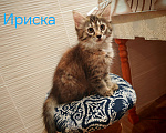Кошки в Уфе: Ириска Девочка, Бесплатно - фото 5